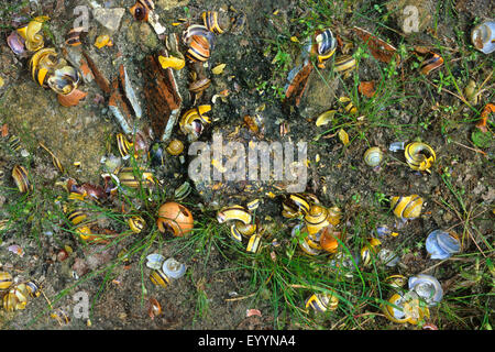 Singdrossel (Turdus Philomelos), Rückstände von Schnecke, gespeist von einer Singdrossel, Deutschland Stockfoto