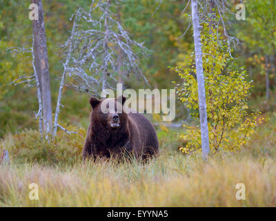 Europäischer Braunbär (Ursus Arctos Arctos) tragen im Herbst, Finnland Stockfoto