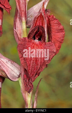 herzförmige Lippe Serapias (Serapias Cordigera, Serapiastrum Cordigerum), Blütenstand Stockfoto