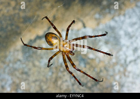 Europäischen cave Spider, Orbweaving Höhlenspinne, Höhle Orbweaver, Höhlenspinne (Meta Menardi), im Netz, Deutschland Stockfoto