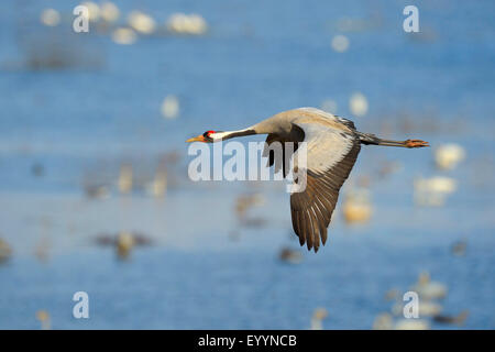 Kranich, eurasische Kranich (Grus Grus), in Schweden, Flug Hornborgasee erwachsen Stockfoto