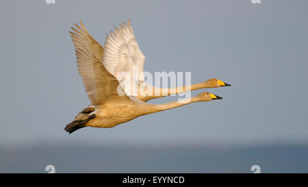 Singschwan (Cygnus Cygnus), paar auf der Flucht, Schweden Stockfoto