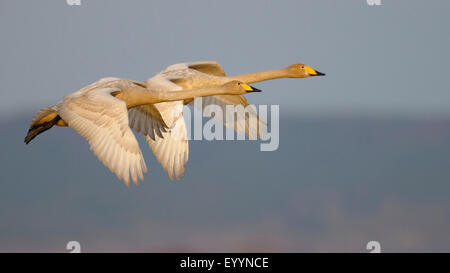 Singschwan (Cygnus Cygnus), paar auf der Flucht, Schweden Stockfoto