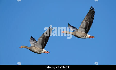 Graugans (Anser Anser), paar auf der Flucht, Schweden Stockfoto