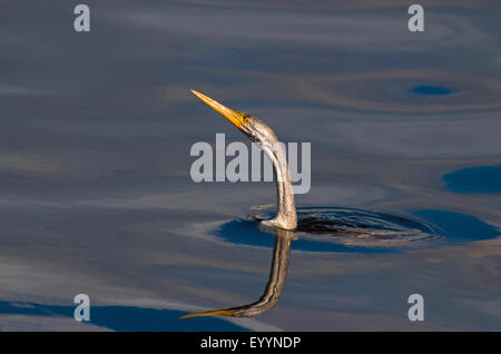 Australische Darter (Anhinga Novaehollandiae), kommt aus dem Wasser, Australia, Western Australia Stockfoto