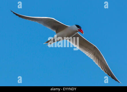 Raubseeschwalbe (Hydroprogne Caspia, Sterna Caspia), im Flug, Australien, Western Australia Stockfoto