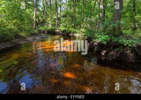 Blackwater River mit tropischer Vegetation, Kissimmee, Florida, USA und Reedy Creek Stockfoto