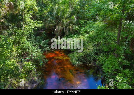 Blackwater River mit tropischer Vegetation, Kissimmee, Florida, USA und Reedy Creek Stockfoto