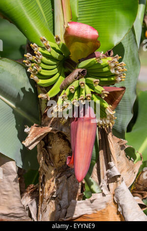 gemeinsamen Banane (Musa Paradisiaca var. Sapientum), Blütenstand, USA, Florida Stockfoto