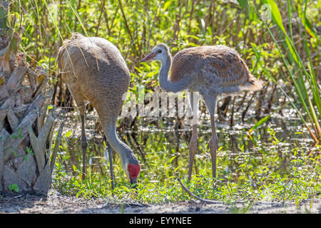 Sandhill Kran (Grus Canadensis), Erwachsene mit fast flügge Küken auf den Feed unter Lake Shore, USA, Florida, Kissimmee Stockfoto