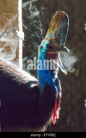 Südlichen Kasuar, Doppel-Flecht-Kasuar australischen Kasuar, zwei Flecht-Helmkasuar (Casuarius Casuarius), südlichen Kasuar mit Cloud des Atems in den Morgen, Australia, Western Australia, Perth Stockfoto