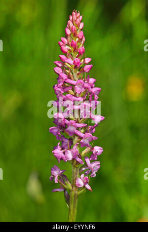 Kurzer angespornt duftenden Orchideen (Gymnadenia Odoratissima), Blütenstand, Deutschland Stockfoto