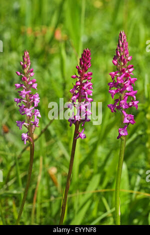 Kurz gespornte duftenden Orchideen (Gymnadenia Odoratissima), drei blühenden Exemplar von kurzen angespornt duftenden Orchideen, Deutschland Stockfoto