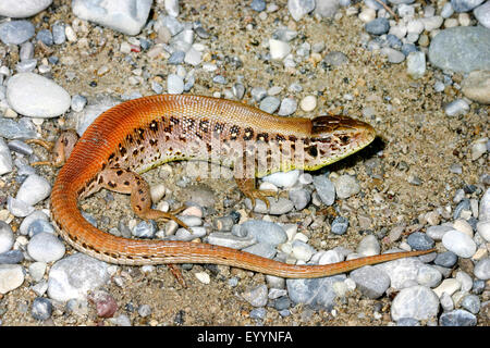 Zauneidechse (Lacerta Agilis), Weibchen auf steinigem Gelände, Deutschland Stockfoto