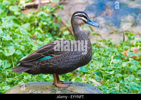 Pazifische schwarze Ente (Anas Superciliosa), steht auf einem Stein, Australia, Western Australia Stockfoto