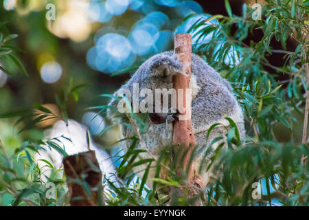 Koala, Koalabär, (Phascolarctos Cinereus), schläft, Australia, Western Australia Stockfoto