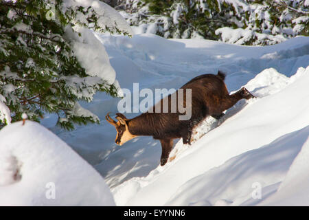 Gämse (Rupicapra Rupicapra), Peter Amois in einem verschneiten Wald, Schweiz, Wallis, Riederalp Stockfoto