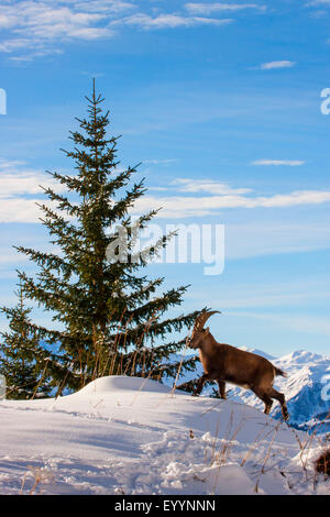 Alpensteinbock (Capra Ibex, Capra Ibex Ibex), Alpensteinböcke Spaziergänge in einer verschneiten Wiese, Schweiz, Toggenburg, Chaeserrugg Stockfoto