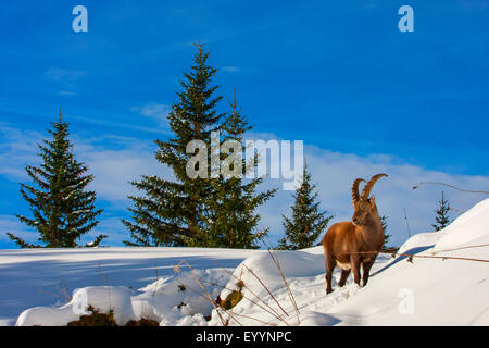 Alpensteinbock (Capra Ibex, Capra Ibex Ibex), Steinbock steht in einer verschneiten Wiese, Schweiz, Toggenburg, Chaeserrugg Stockfoto