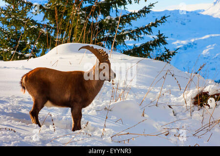 Alpensteinbock (Capra Ibex, Capra Ibex Ibex), Steinbock steht in einer verschneiten Wiese, Schweiz, Toggenburg, Chaeserrugg Stockfoto