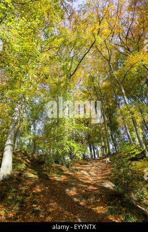 Waldweg im Creek Valley in der Nähe von Rotthaus, Germany, North Rhine-Westphalia, Erkrath Stockfoto