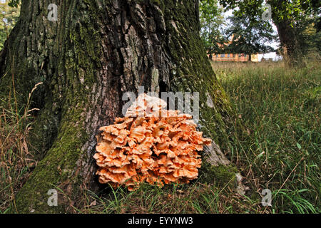 Das Huhn des Waldes, Aulphur Polypore, Schwefel-Regal (Laetiporus Sulphureus), Fruting Körper an einer Wurzel, Deutschland Stockfoto