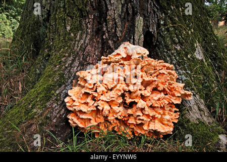 Das Huhn des Waldes, Aulphur Polypore, Schwefel-Regal (Laetiporus Sulphureus), Fruting Körper an einer Wurzel, Deutschland Stockfoto