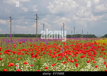 Gemeinsamen Mohn, Klatschmohn, roter Mohn (Papaver Rhoeas), Ackerfläche mit gemeinsamen Mohn und Rakete Rittersporn, Bulgarien, Balchik Stockfoto