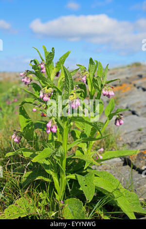 gemeinsamen Beinwell (Symphytum Officinale), Pflanzen mit roten Blüten, Niederlande, Friesland Stockfoto