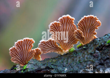 gemeinsamen Spaltblättling (Schizophyllum Commune), Fruchtkörper auf einem Baumstamm, Deutschland Stockfoto