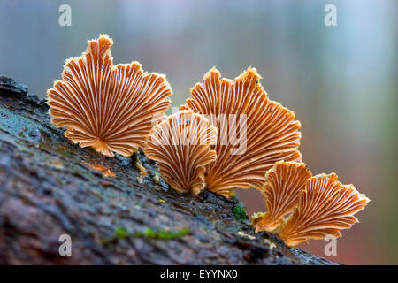 gemeinsamen Spaltblättling (Schizophyllum Commune), Fruchtkörper auf einem Baumstamm, Deutschland Stockfoto