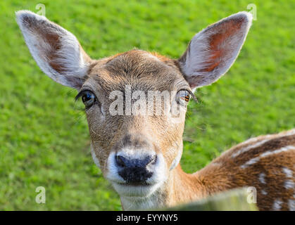 Leiter der Hirsche Doe, Porträt mit grünen Rasen Hintergrund, weiße Rute (tailed) Tiere, große helle Augen. Stockfoto