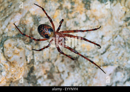 Europäischen cave Spider, Orbweaving Höhlenspinne, Höhle Orbweaver, Höhlenspinne (Meta Menardi), im Netz, Deutschland Stockfoto