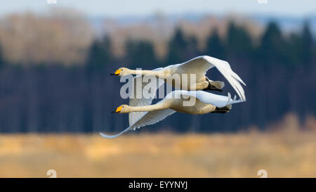 Singschwan (Cygnus Cygnus), paar im Flug, Schweden, Hornborgasee Stockfoto