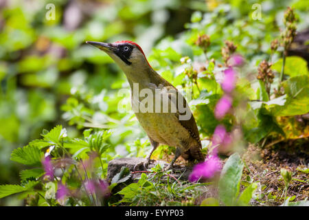 Grünspecht (Picus Viridis), suchen Nahrung, Schweiz, Sankt Gallen Stockfoto