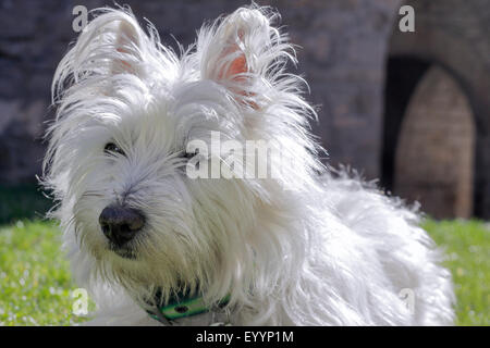 West Highland White Terrier Welpen Stockfoto