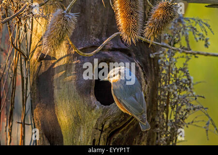 Eurasische Kleiber (Sitta Europaea), stehen am Rande einer Baumhöhle in der Morgen Licht, Schweiz, Sankt Gallen Stockfoto