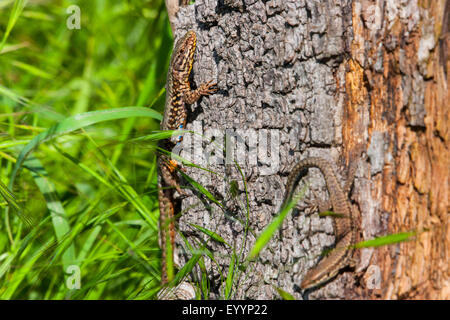 gemeinsame Wand-Eidechse (Lacerta Muralis, Podarcis Muralis), zwei Eidechsen Sonnenbaden an einem alten Baum in den frühen Morgen, Schweiz, Graubünden Stockfoto