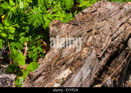 gemeinsame Wand-Eidechse (Lacerta Muralis, Podarcis Muralis), zwei Eidechsen Sonnenbaden an einem alten Baum in den frühen Morgen, Schweiz, Graubünden Stockfoto