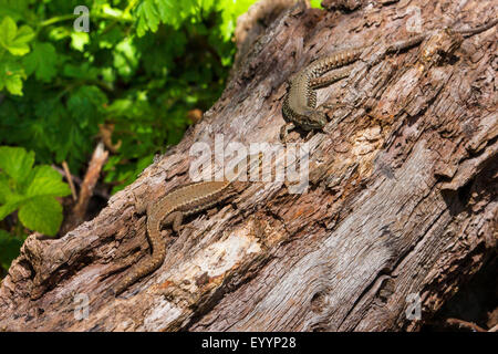gemeinsame Wand-Eidechse (Lacerta Muralis, Podarcis Muralis), zwei Eidechsen Sonnenbaden an einem alten Baum in den frühen Morgen, Schweiz, Graubünden Stockfoto