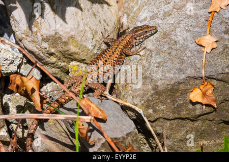 gemeinsame Wand-Eidechse (Lacerta Muralis, Podarcis Muralis), Sonnenbaden, zwischen Steinen in den frühen Morgen, Schweiz, Graubünden Stockfoto