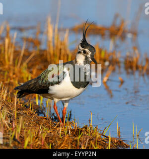 nördlichen Kiebitz (Vanellus Vanellus), männliche auf das Futter im flachen Wasser, Schweden Stockfoto