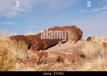 versteinerte Protokolle in Wüste, USA, Arizona, Petrified Forest National Park Stockfoto