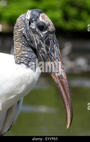 Amerikanische Holz Ibis (Mycteria Americana), Porträt, USA, Florida, Kissimmee Stockfoto