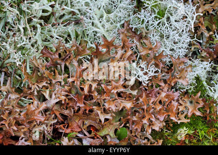 Isländisch Moos (Cetraria Islandica), Nahaufnahme, Draufsicht, Deutschland Stockfoto