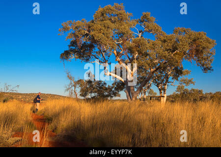 Eukalyptus, Gum (Eucalyptus spec.), Eukalyptus-Baum im Karijini National Park, Australien, Western Australia, Karijini National Park Stockfoto