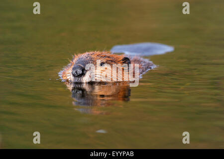 Nordamerikanische Biber, kanadische Biber (Castor Canadensis), Biber, USA, Alaska, Denali Nationalpark schwimmen Stockfoto
