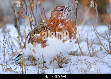 Moorschneehuhn (Lagopus Lagopus), Häutung ab Sommer zum Winterkleid, sitzt im Schnee, USA, Alaska, Denali Nationalpark Stockfoto