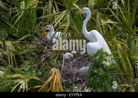 Silberreiher, Silberreiher (Egretta Alba, Casmerodius Albus, Ardea Alba), Erwachsene mit Küken im Nest, Kissimmee, Florida, USA und Gatorland Stockfoto