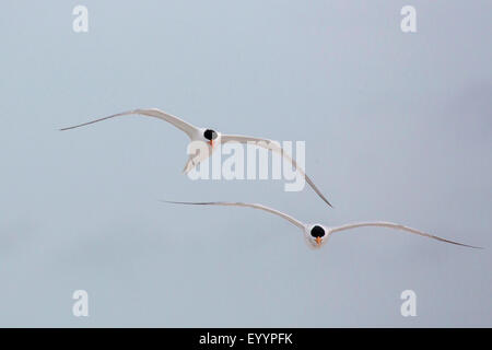 Raubseeschwalbe (Hydroprogne Caspia, Sterna Caspia) Frontansicht im Flug, USA, Florida Stockfoto